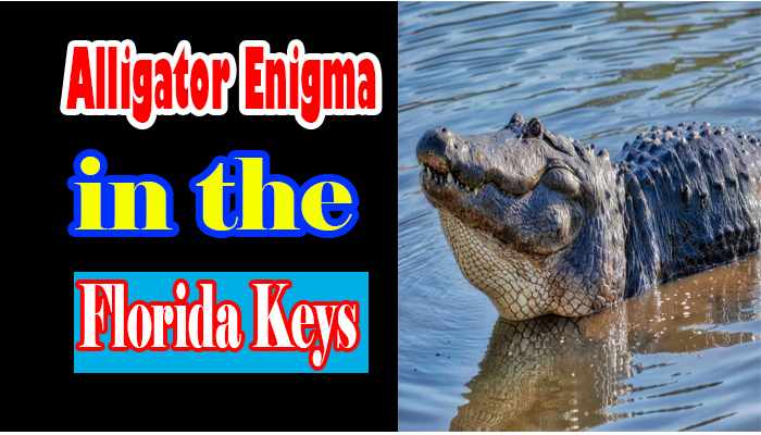 Exploring The Alligator Enigma in the Florida Keys