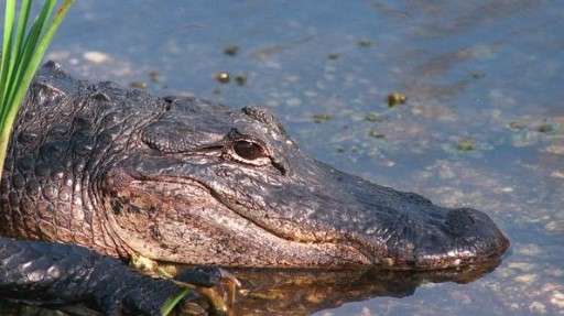 Alligators in the Florida Keys: Fact or Fiction