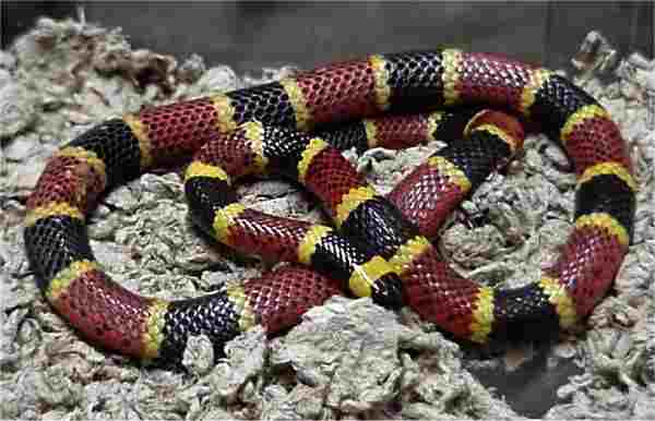 Are Coral Snakes a Threat