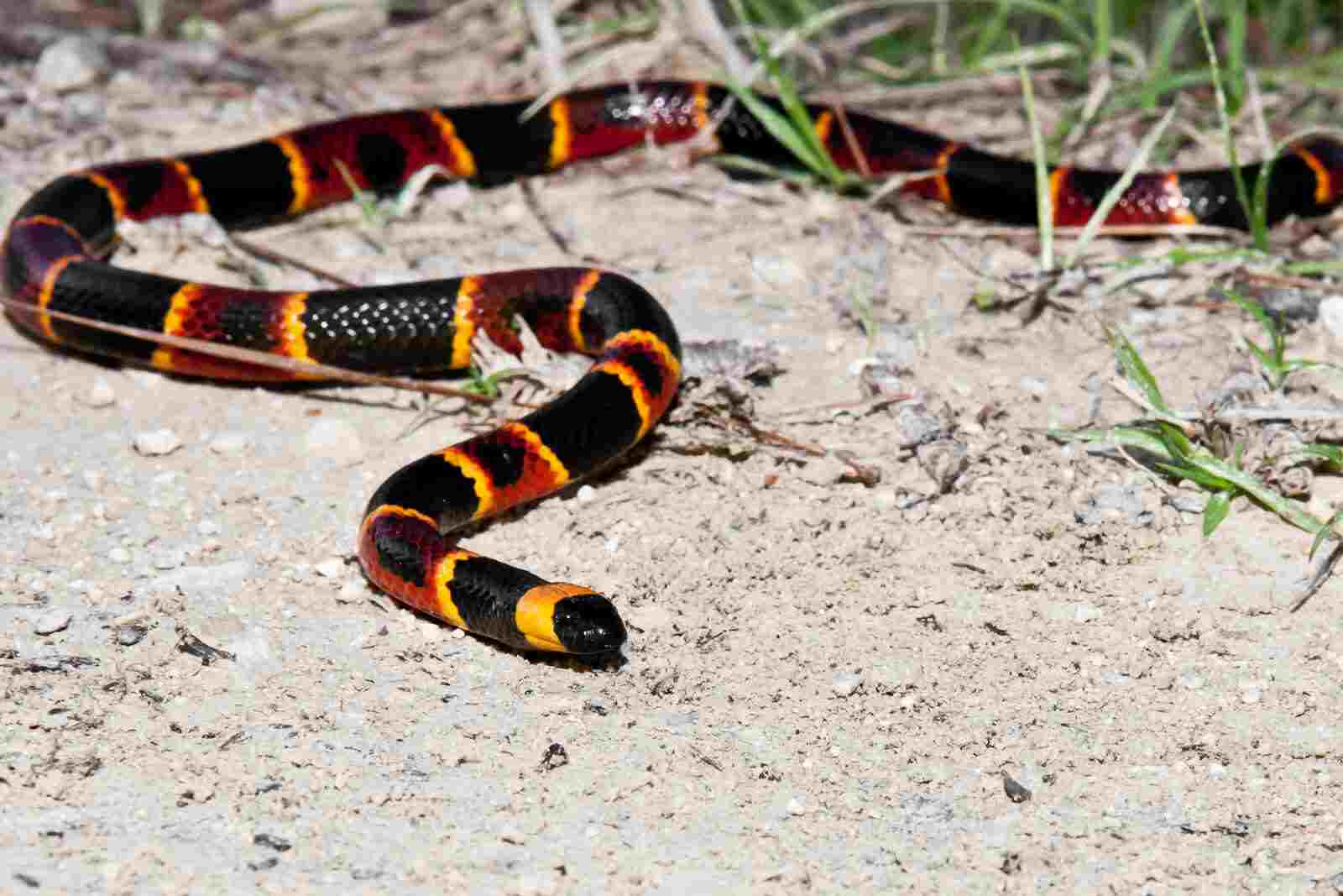 What's the Buzz about Coral Snakes