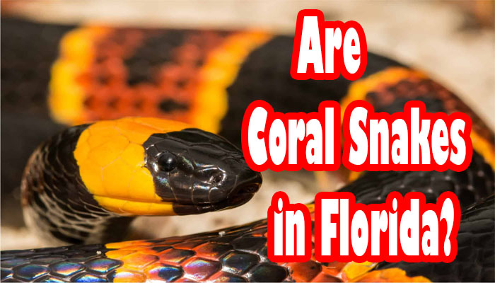 Unveiling the Mystery: Are Coral Snakes in Florida a Real Threat?