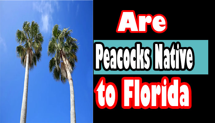 Exploring The Sunshine State Iconic Palms: Are Palm Trees Native to Florida