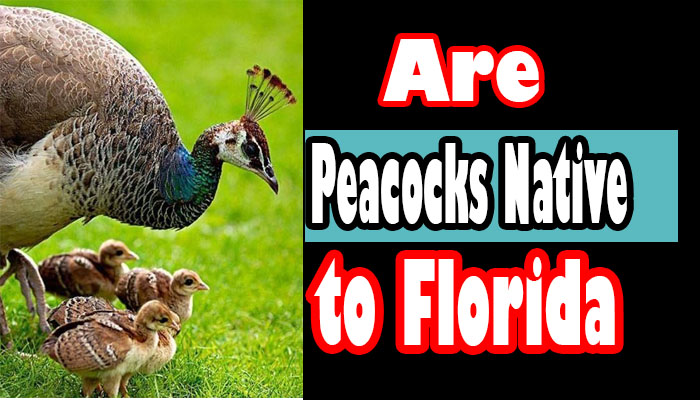 Unraveling the Mystery: Are Peacocks Native to Florida