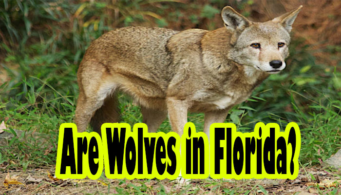 Are Wolves in Florida: A Fascinating Wildlife Tale