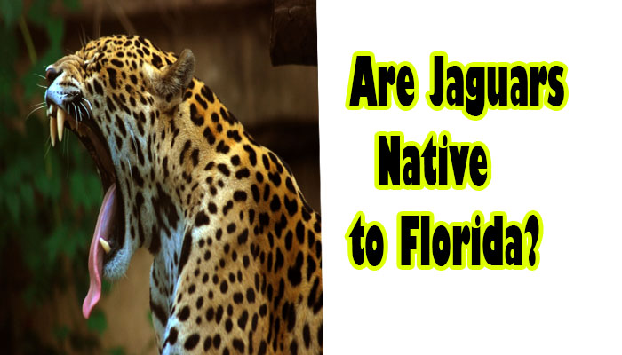 Are Jaguars Native to Florida? Jaguars in Florida