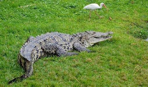 The Alligator Enigma in the Florida Keys
