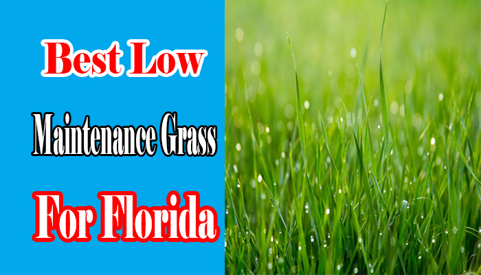 Top 10 Best Low Maintenance Grass for Florida: A Floridian’s Guide