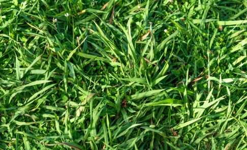 Carpet Grass- Best Low Maintenance Grass for Florida