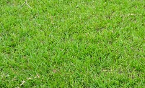 Centipede Grass- Best Low Maintenance Grass for Florida