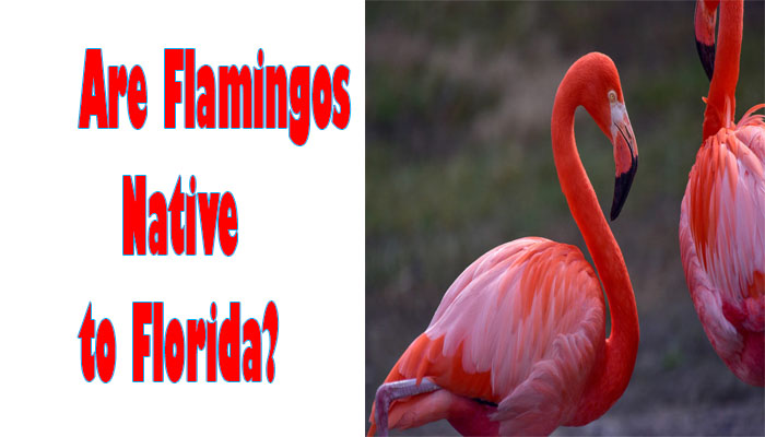 Exploring Flamingo Fascination: Are Flamingos Native to Florida?