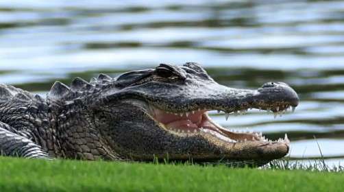 Navigating the Alligator-Infested Waters