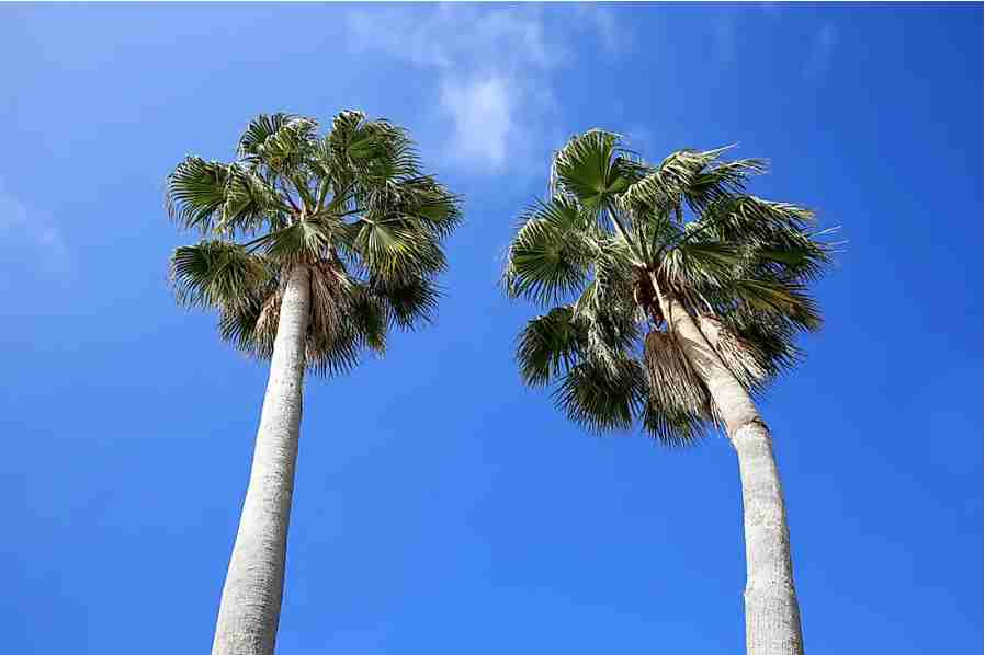 Are Palm Trees Native to Florida