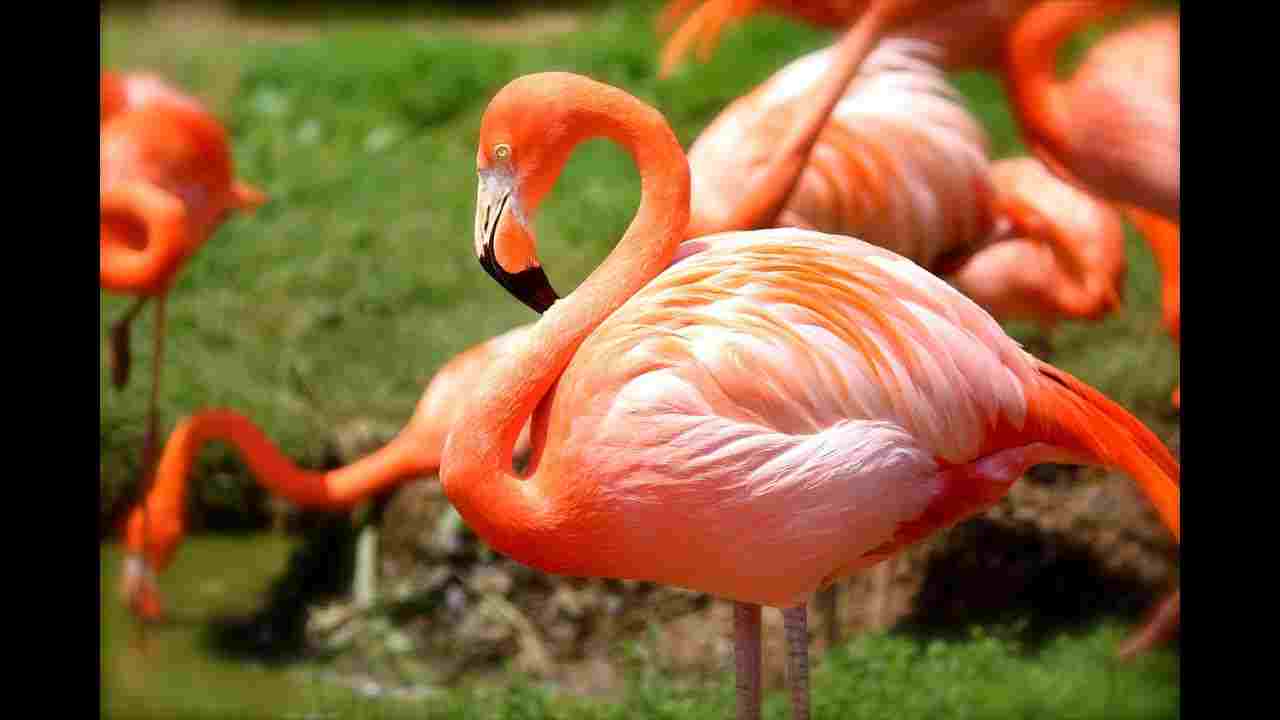 Are Flamingos Native to Florida