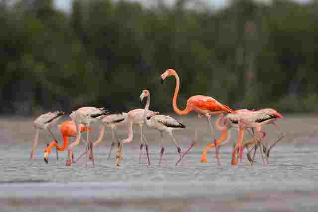 The History of Greater Flamingos in Florida