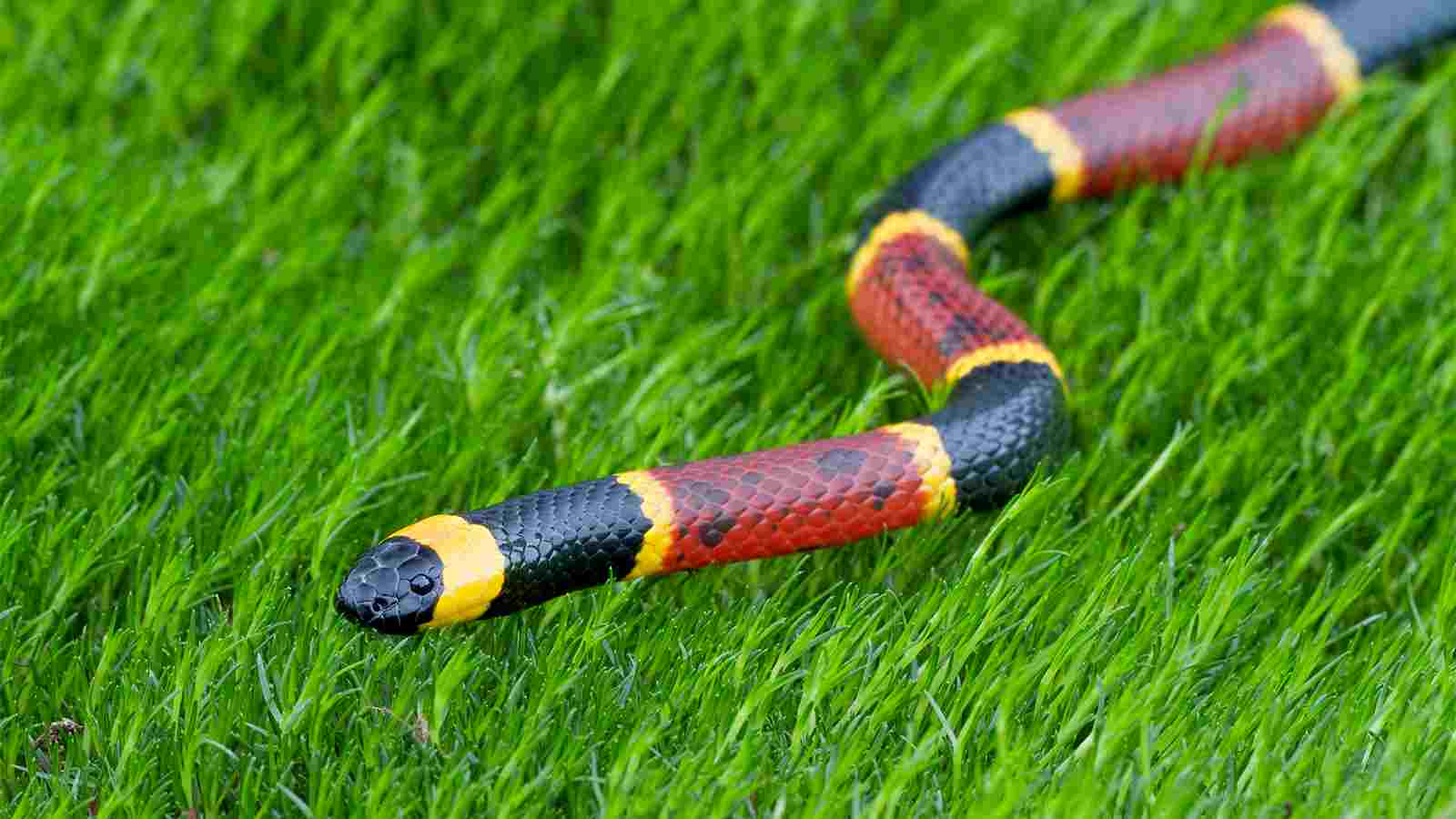 The Lowdown on Coral Snake Encounters