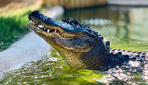 The Truth About Alligators in the Florida Keys