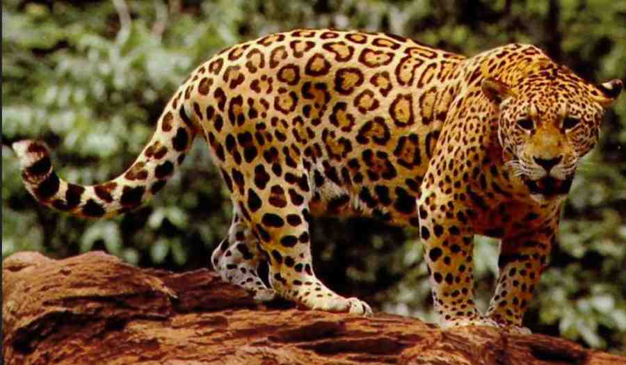 What can we do to help the Jaguars