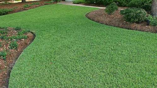 Zoysia Grass- Zoysia Grass: The Florida Favorite