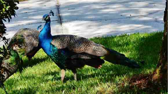 Are Peacocks Native to Florida