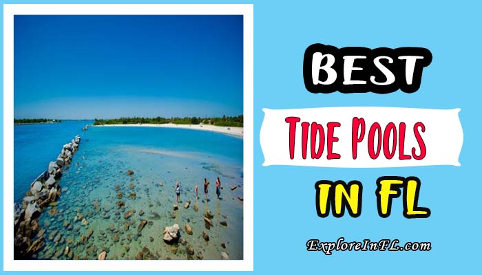 Top 25 Best Tide Pools in Florida: A Local’s Guide