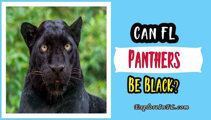 Can Florida Panthers Be Black? Exploring the History and Reality