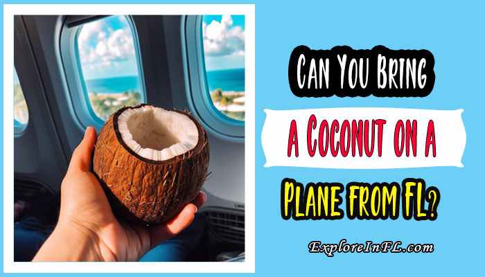 Can You Bring a Coconut on a Plane from Florida?