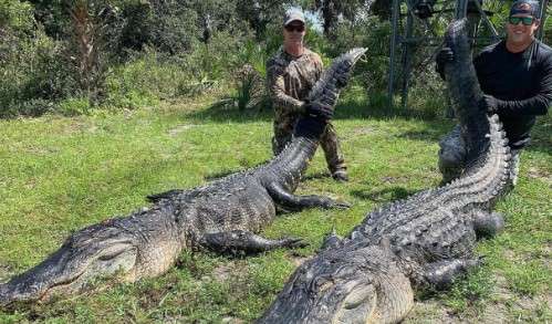 Can You Shoot Alligators in Florida?