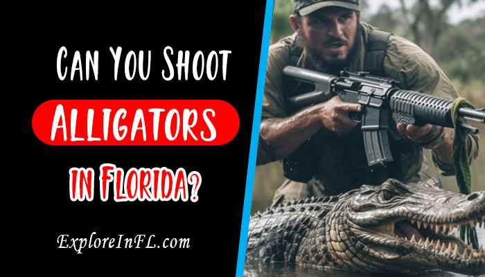 Alligators in Florida: Can You Shoot Alligators in Florida?