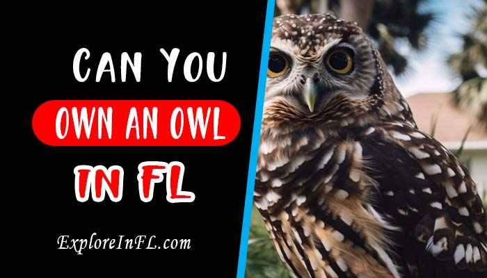 Can You Own an Owl in Florida: Feathered Companions or Legal Headaches?