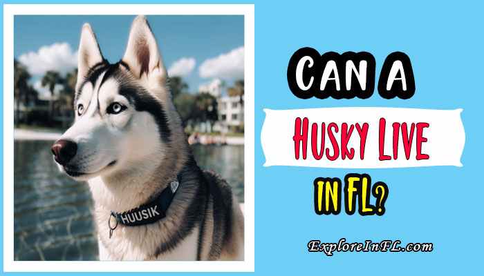 Can a Husky Live in Florida?