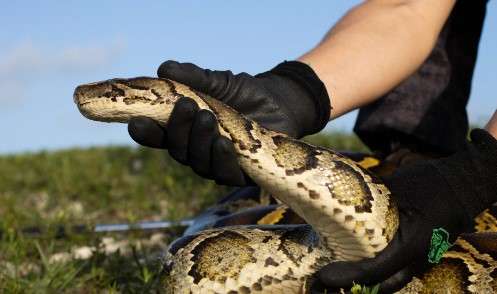 Can you shoot pythons in Florida