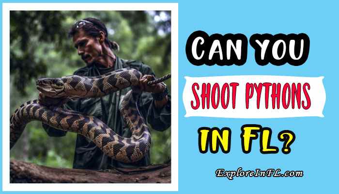 Florida’s Python Problem: Can you shoot pythons in Florida?