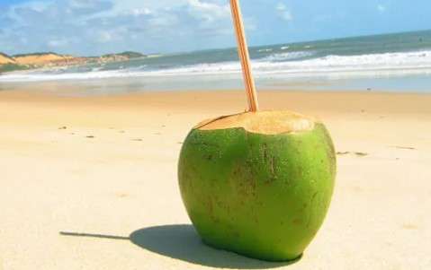 How to Prepare Your Coconut for Travel?
