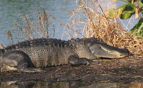 Personal Experience about Shooting Alligators in Florida?