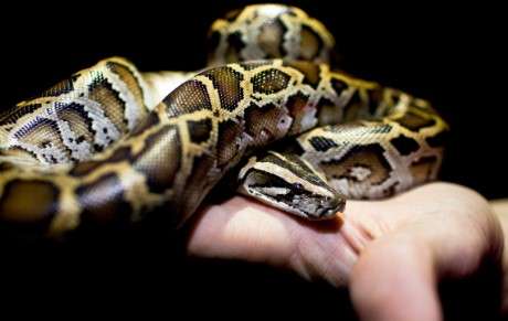 how do python hunters kill the snakes
