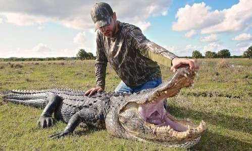 Reasons Behind the Law for Shoot Alligators in Florida?
