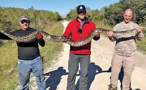 Can you shoot pythons in Florida?