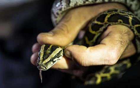 Why Shoot Pythons? how do python hunters kill the snakes