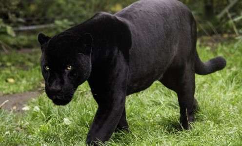 Historical Significance: Can FL Panthers Be Black