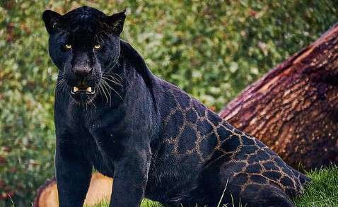 Reasons Behind Melanism in Florida Panthers