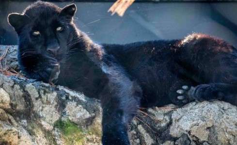 The Mystery of Panther Coloration