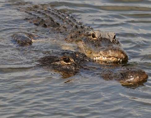 How Common Are Alligators in Florida?