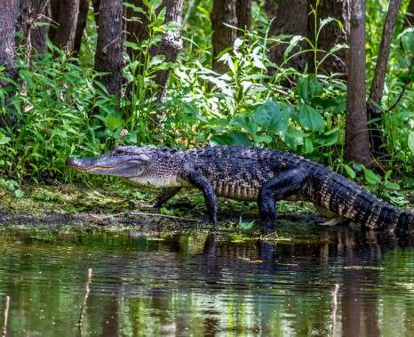 Alligators and Florida's Ecosystem