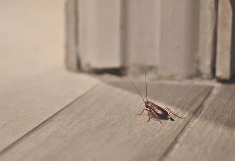 How to Keep Roaches Out of Your House in Florida: Battle-Tested Strategies: My Personal
