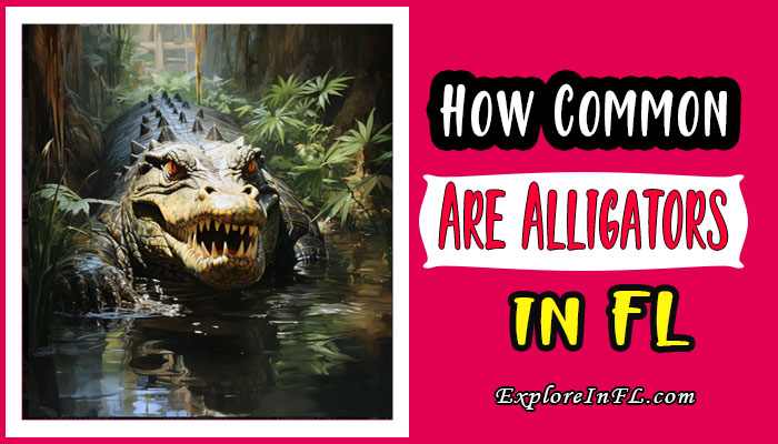 Alligators in Florida: How Common Are Alligators in Florida?