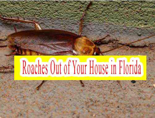 How to Keep Roaches Out of Your House in Florida: A Floridian’s Guide