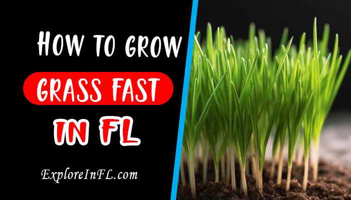 From Sand to Emerald: How To Grow Grass Fast In Florida?