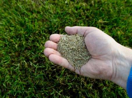 how to grow grass fast in Florida: Seed the Revolution