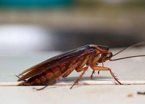 How to Keep Roaches Out of Your House in Florida: The Aftermath: Keeping Roaches at Bay