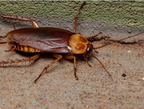 How to Keep Roaches Out of Your House in Florida: Understanding the Roach Invasion